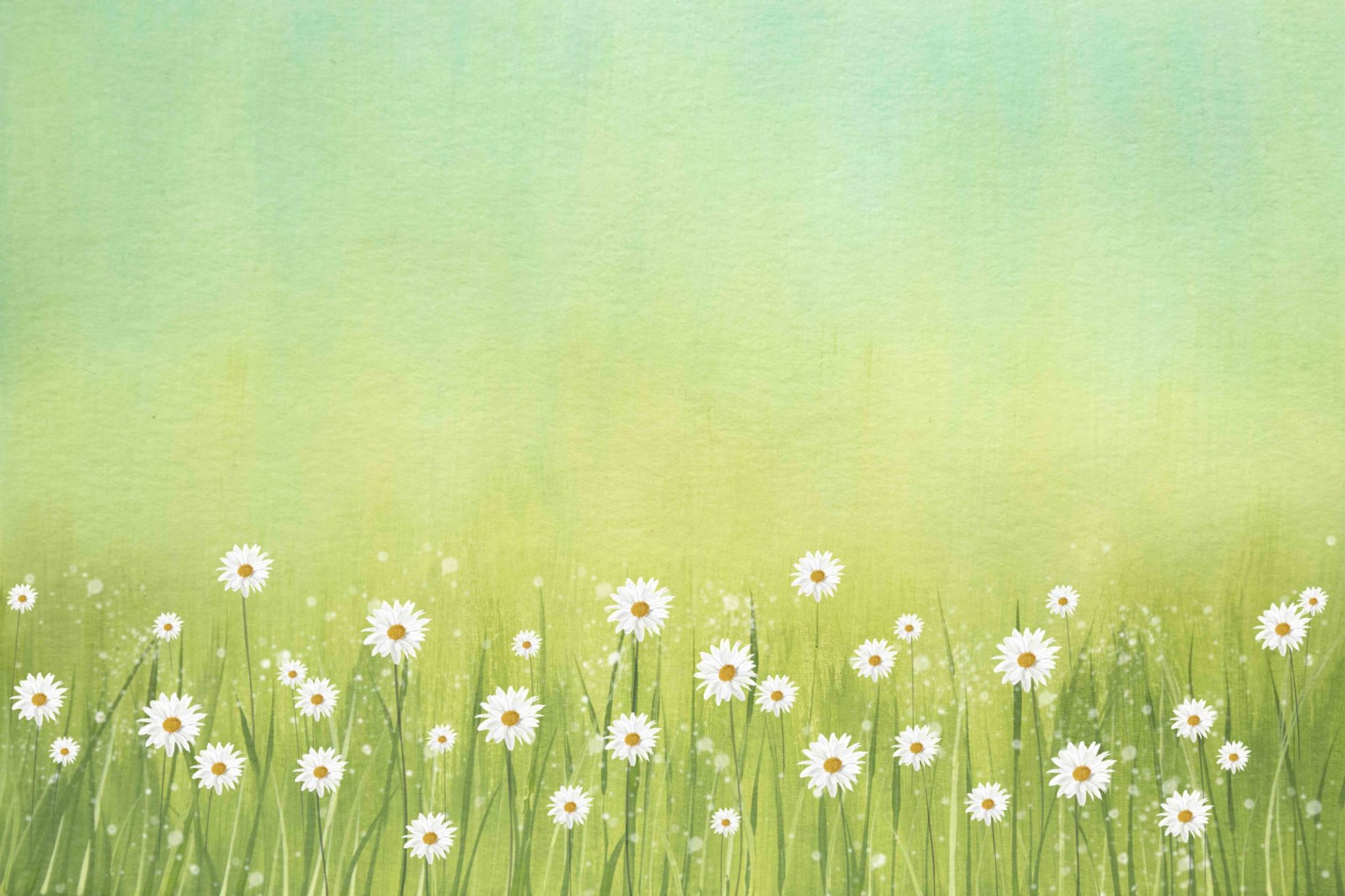 FLO02 Daisies Green – Studio Backdrops