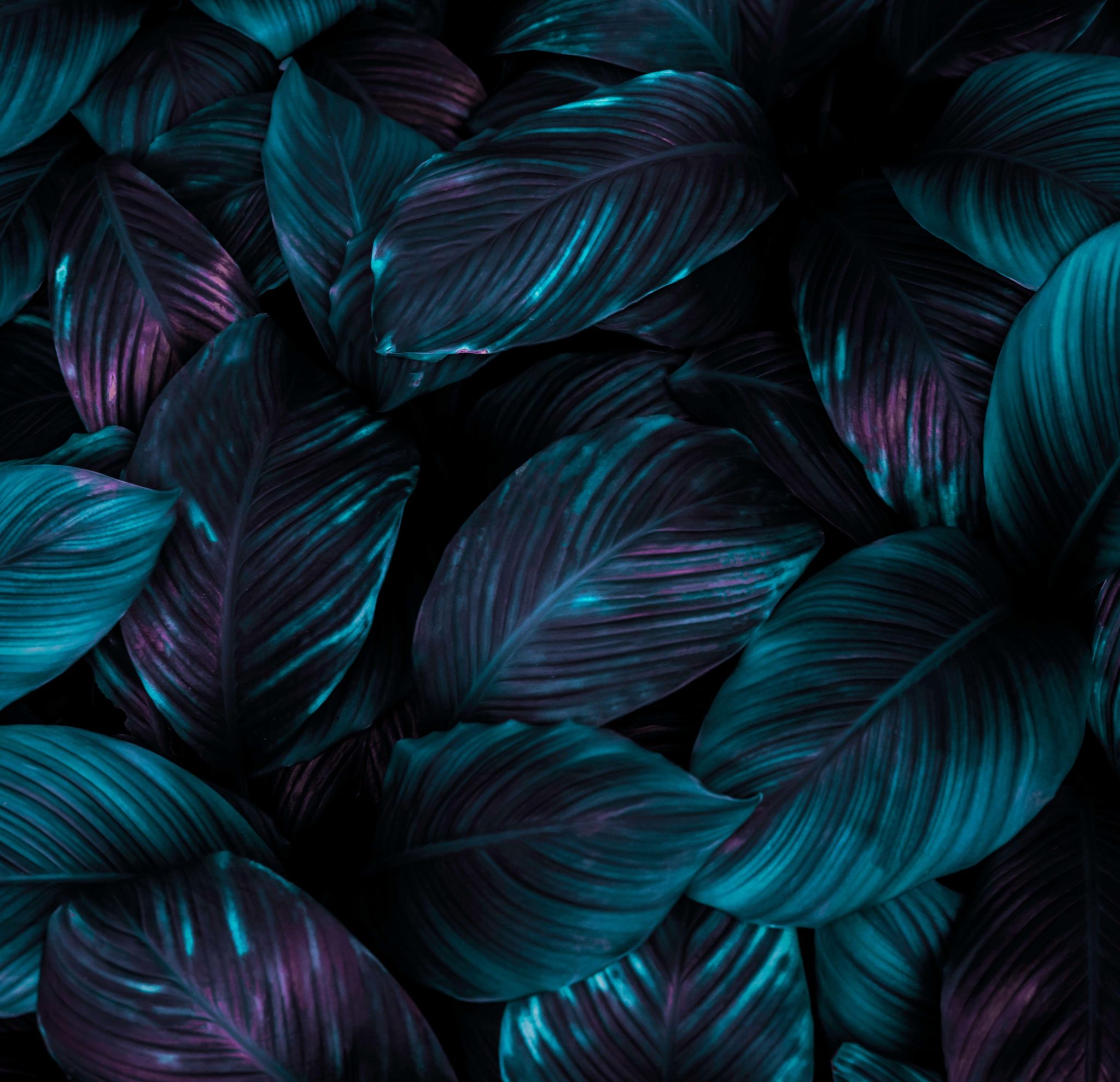 FLO020 Tropical Leaves Abstract – Studio Backdrops